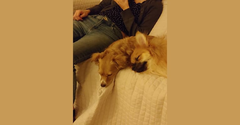 Otto, a Pomeranian and Chihuahua mix tested with EmbarkVet.com
