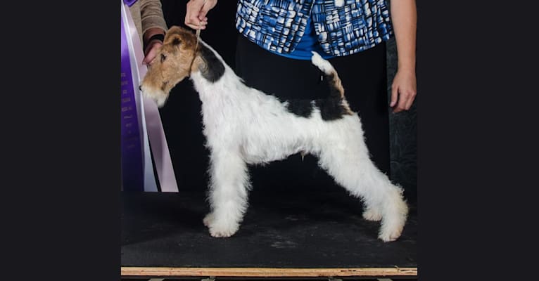 Photo of Who, a Wire Fox Terrier  in Esko, MN, USA