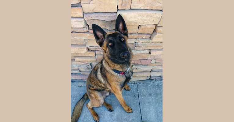 Knox, a German Shepherd Dog and Belgian Malinois mix tested with EmbarkVet.com