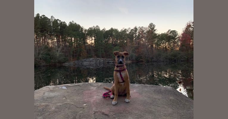 Photo of Brownie, an American Pit Bull Terrier, German Shepherd Dog, Great Pyrenees, and Great Dane mix in Georgia, USA