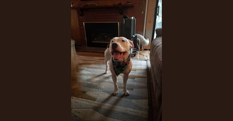 Luna, an American Pit Bull Terrier and American Staffordshire Terrier mix tested with EmbarkVet.com