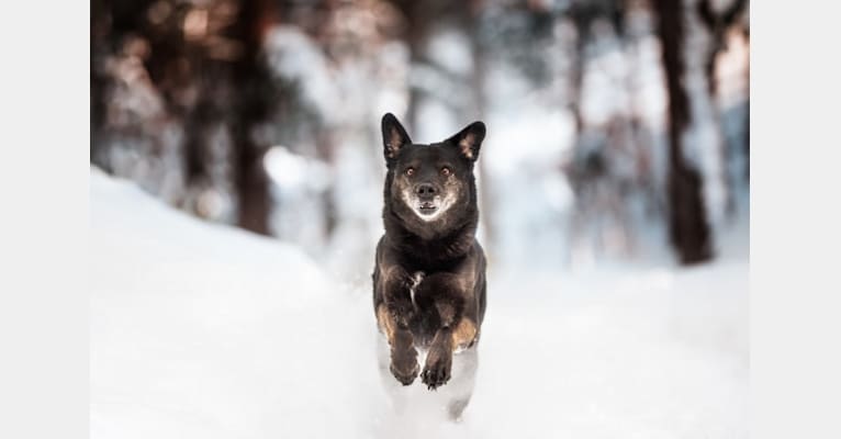 Mowgli, a Labrador Retriever and Alaskan Malamute mix tested with EmbarkVet.com