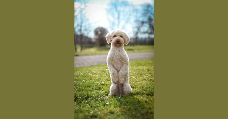 Bobby, a Poodle (Small) tested with EmbarkVet.com