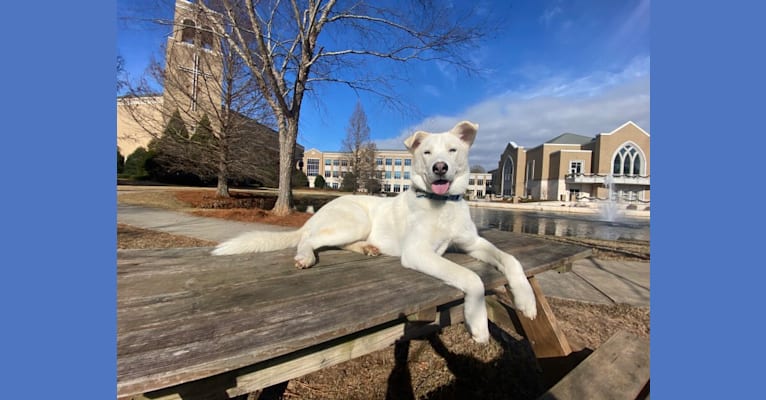 Photo of Dash, a Siberian Husky and Mixed mix in Flowery Branch, Georgia, USA