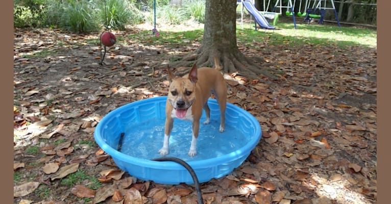 Photo of Aisha, an American Staffordshire Terrier  in Alabama, USA