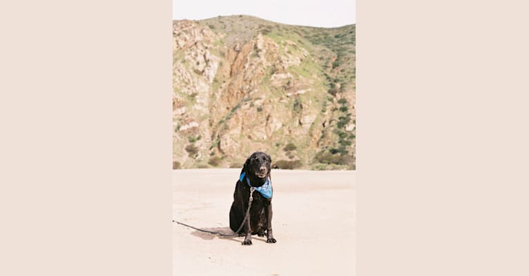 Gracie, a Labrador Retriever and Great Pyrenees mix tested with EmbarkVet.com