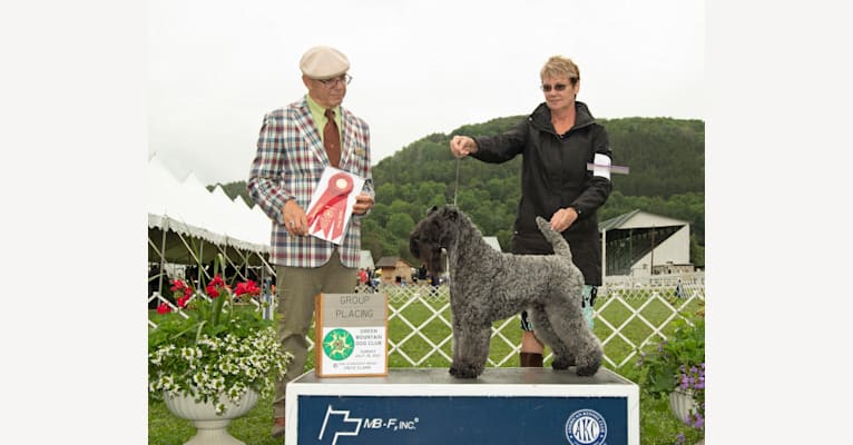 Photo of Cinder, a Kerry Blue Terrier 