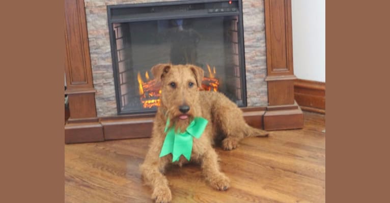 Slainte, an Irish Terrier tested with EmbarkVet.com