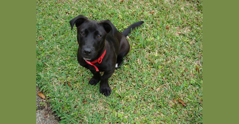Piper, an American Pit Bull Terrier and Pembroke Welsh Corgi mix tested with EmbarkVet.com