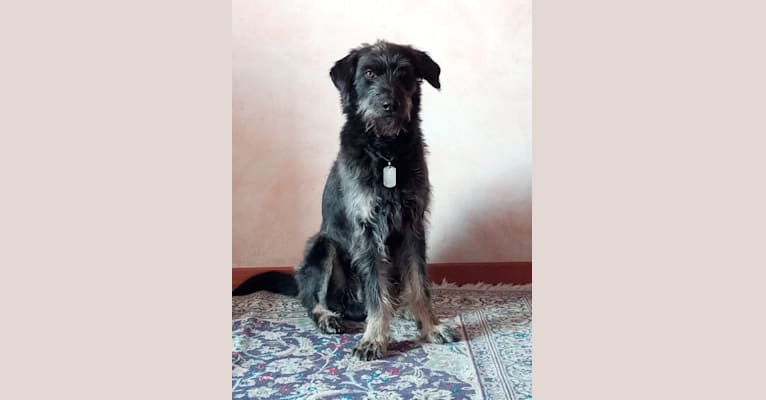 Lucio Claudio Nerone, a German Shepherd Dog and Neapolitan Mastiff mix tested with EmbarkVet.com