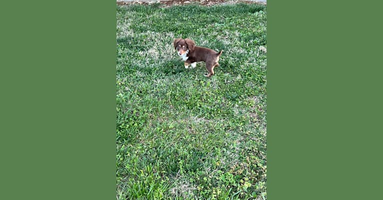 Bentley Duke, an Aussiedoodle tested with EmbarkVet.com