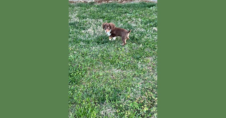 Bentley Duke, an Aussiedoodle tested with EmbarkVet.com