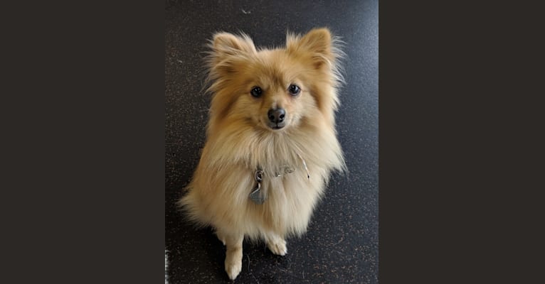 Luther, a Pomeranian tested with EmbarkVet.com