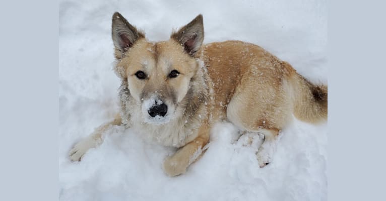 Nelson, an Arabian Village Dog tested with EmbarkVet.com