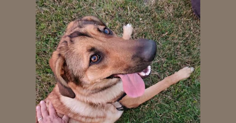 Lucy, a German Shepherd Dog and Belgian Malinois mix tested with EmbarkVet.com