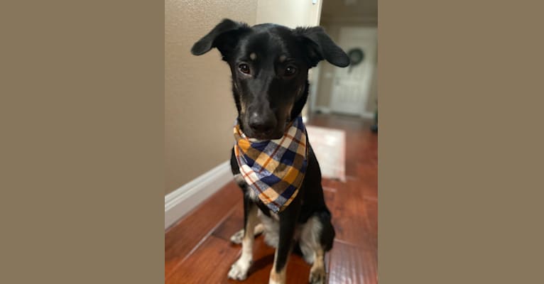 Murphy, an Australian Cattle Dog and Great Pyrenees mix tested with EmbarkVet.com