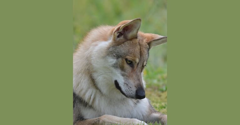 Timber, a Saarloos Wolfdog tested with EmbarkVet.com