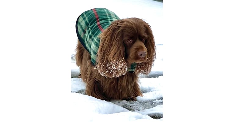 Tallulah, a Sussex Spaniel tested with EmbarkVet.com