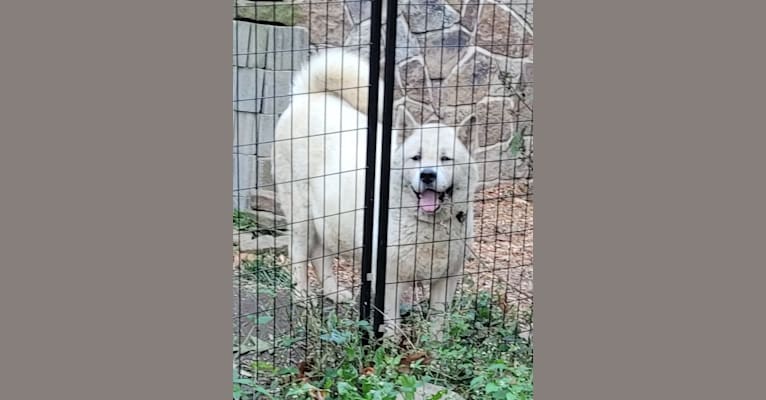 Arya, an Akita tested with EmbarkVet.com