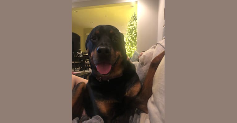 Samson, a Rottweiler tested with EmbarkVet.com