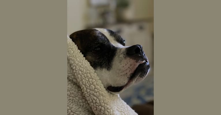 Ada, an American Staffordshire Terrier and Bulldog mix tested with EmbarkVet.com