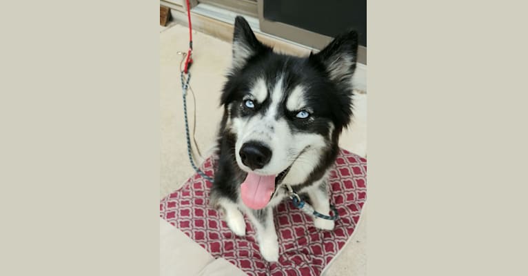 Aurora, a Siberian Husky tested with EmbarkVet.com