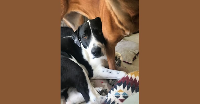 Theodore Ellington, an American Pit Bull Terrier and Siberian Husky mix tested with EmbarkVet.com