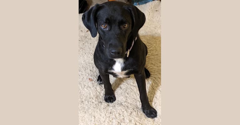 Labrador retriever discount foxhound mix
