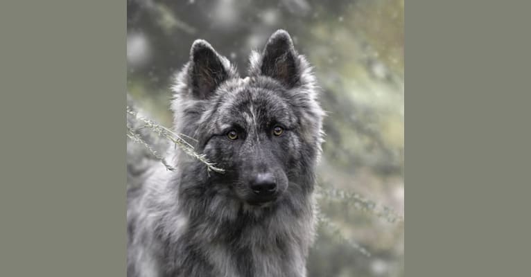 Hearts of Fire's Geralt of Rivia, a Siberian Husky and Dutch Shepherd mix tested with EmbarkVet.com