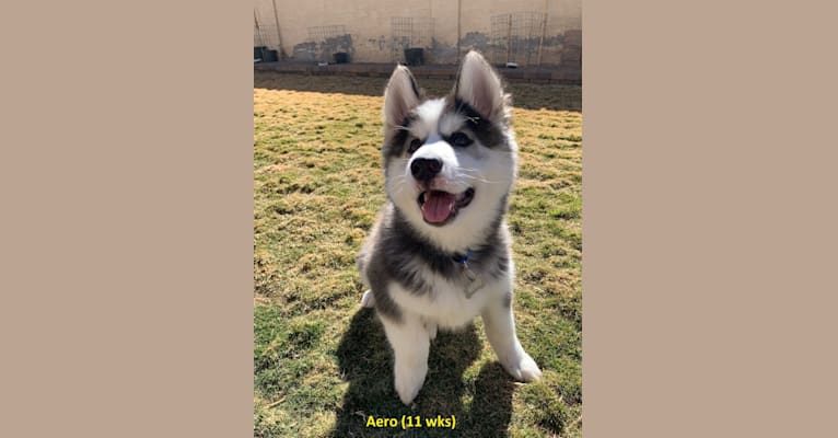 Aero, an Alaskan Malamute and Siberian Husky mix tested with EmbarkVet.com