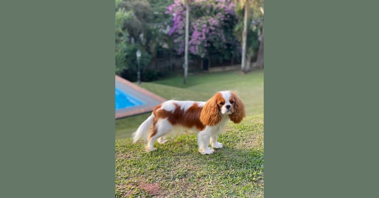 Neeva, a Cavalier King Charles Spaniel tested with EmbarkVet.com