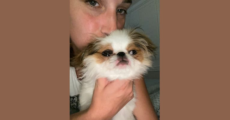 Lady, a Japanese Chin tested with EmbarkVet.com