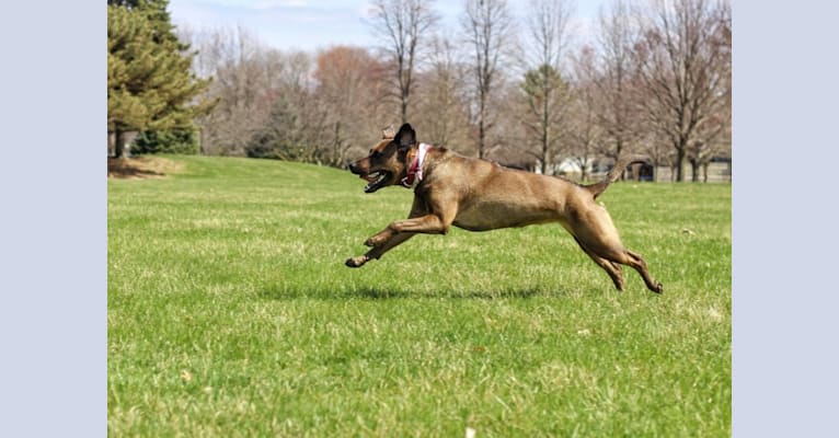 Nokona, an American Pit Bull Terrier and Labrador Retriever mix tested with EmbarkVet.com