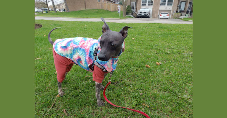 Dante, an American Hairless Terrier tested with EmbarkVet.com