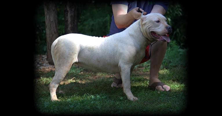 Photo of PLATINUM, an American Bully 