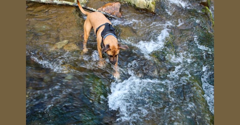 Takumi, an American Pit Bull Terrier and German Shepherd Dog mix tested with EmbarkVet.com