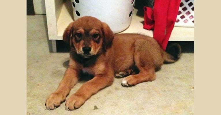 Cooper, a Great Pyrenees and Rottweiler mix tested with EmbarkVet.com