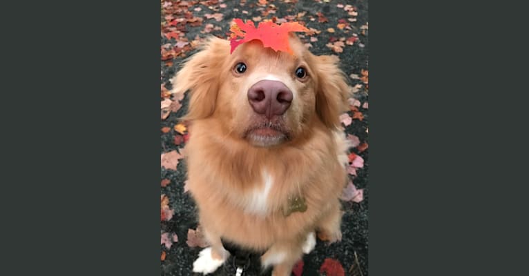 Kodiak, a Nova Scotia Duck Tolling Retriever tested with EmbarkVet.com