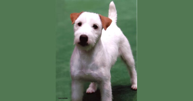 Photo of Romeo, a Russell-type Terrier  in El Cajon, CA, USA