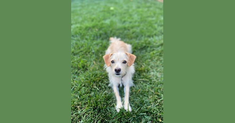 Bailey, a Chihuahua and Bichon Frise mix tested with EmbarkVet.com