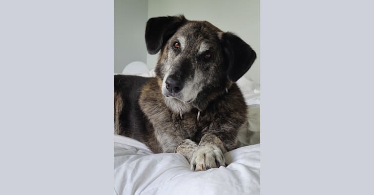 Photo of Achille, a German Shepherd Dog, Golden Retriever, and Labrador Retriever mix in Montréal, Québec, Canada