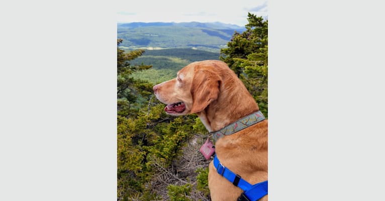 Bailey, a German Shorthaired Pointer and Pointer mix tested with EmbarkVet.com