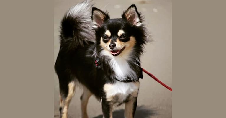 Photo of Harriet, a Chihuahua  in Palmerston North, New Zealand