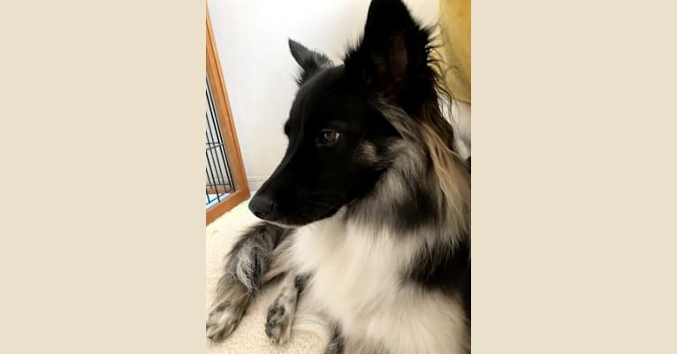 Noir, a Formosan Mountain Dog and Shiba Inu mix tested with EmbarkVet.com