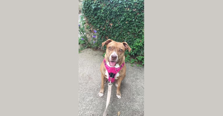 Buttercup, an American Pit Bull Terrier and Labrador Retriever mix tested with EmbarkVet.com