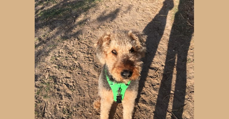 Ruby, an Airedale Terrier tested with EmbarkVet.com