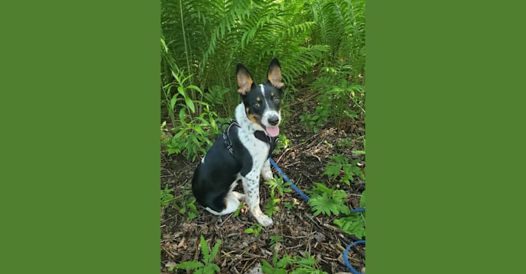 Photo of Smokey, an Australian Cattle Dog, Boston Terrier, Border Collie, and Mixed mix in Waupaca, WI, USA
