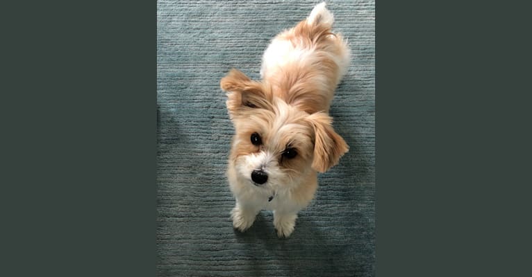 Milo, a Biewer Terrier and Yorkshire Terrier mix tested with EmbarkVet.com