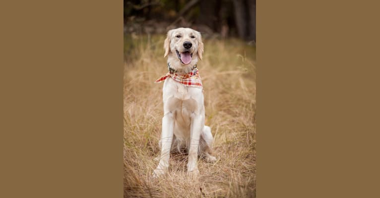 Roxy, a Golden Retriever tested with EmbarkVet.com