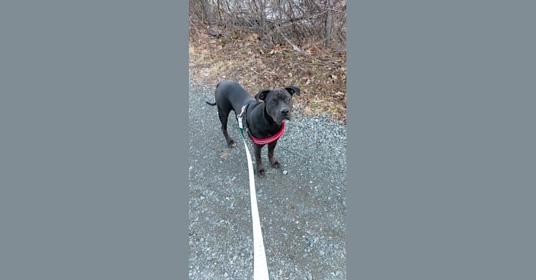 Mookie, an American Pit Bull Terrier and American Staffordshire Terrier mix tested with EmbarkVet.com